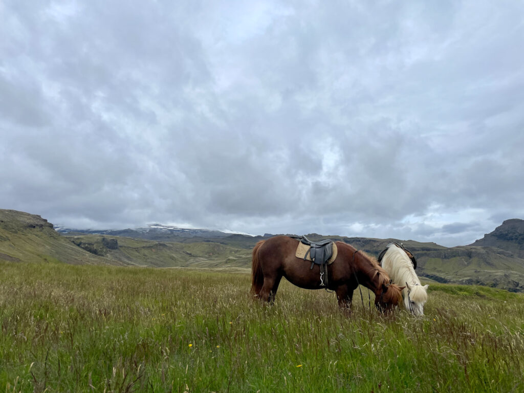 Exceptional horseback riding experiences with Icelandic horses