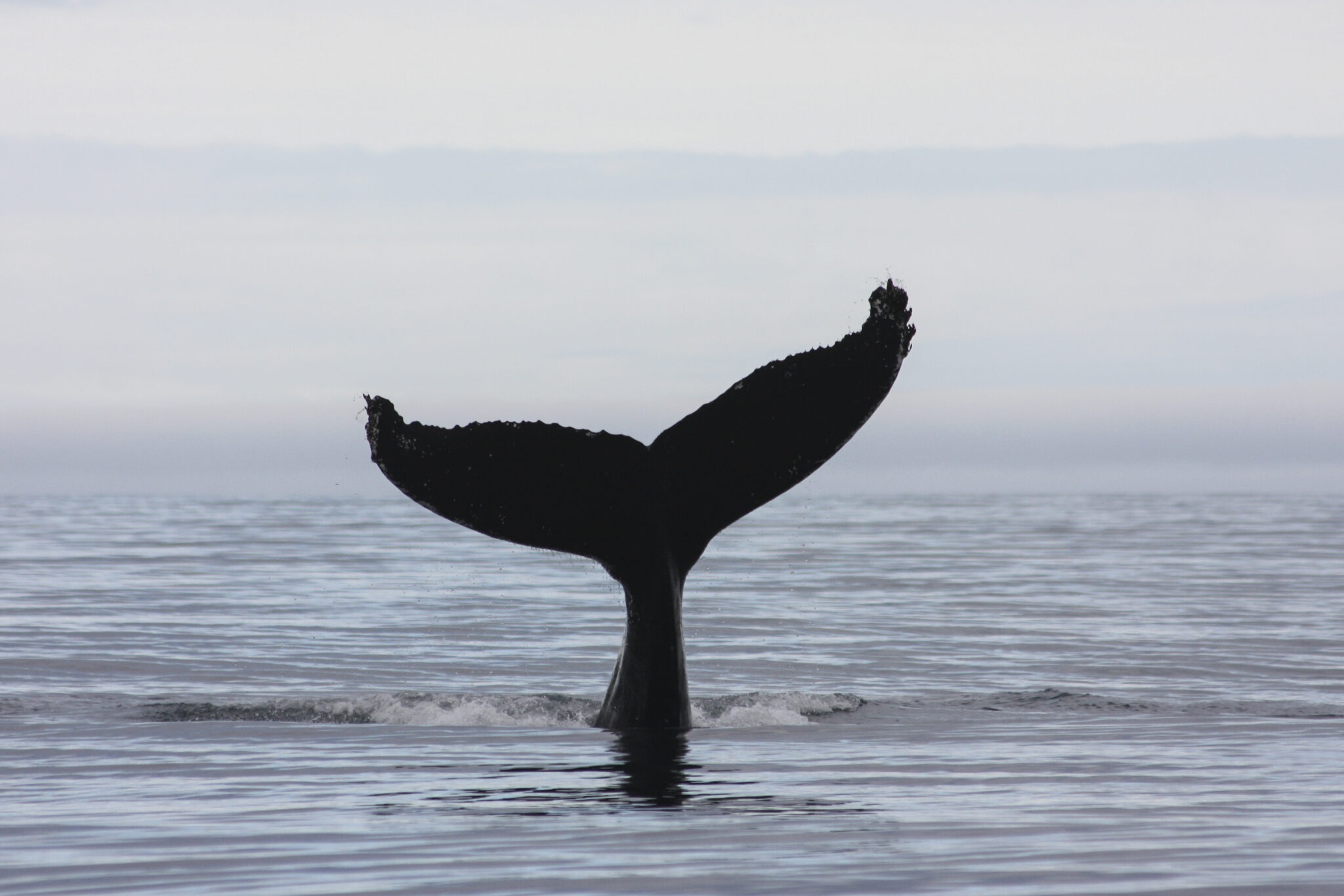 Whale tail in North Iceland